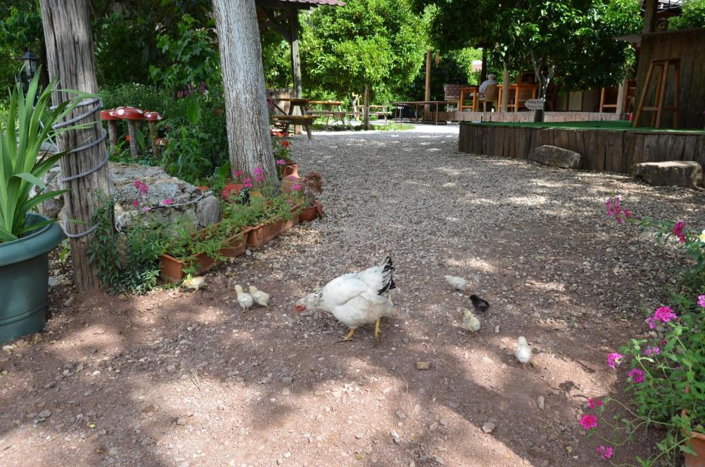 Olympos Yakamoz Pansiyon מראה חיצוני תמונה